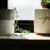 green leafed vine plant beside white pot near window